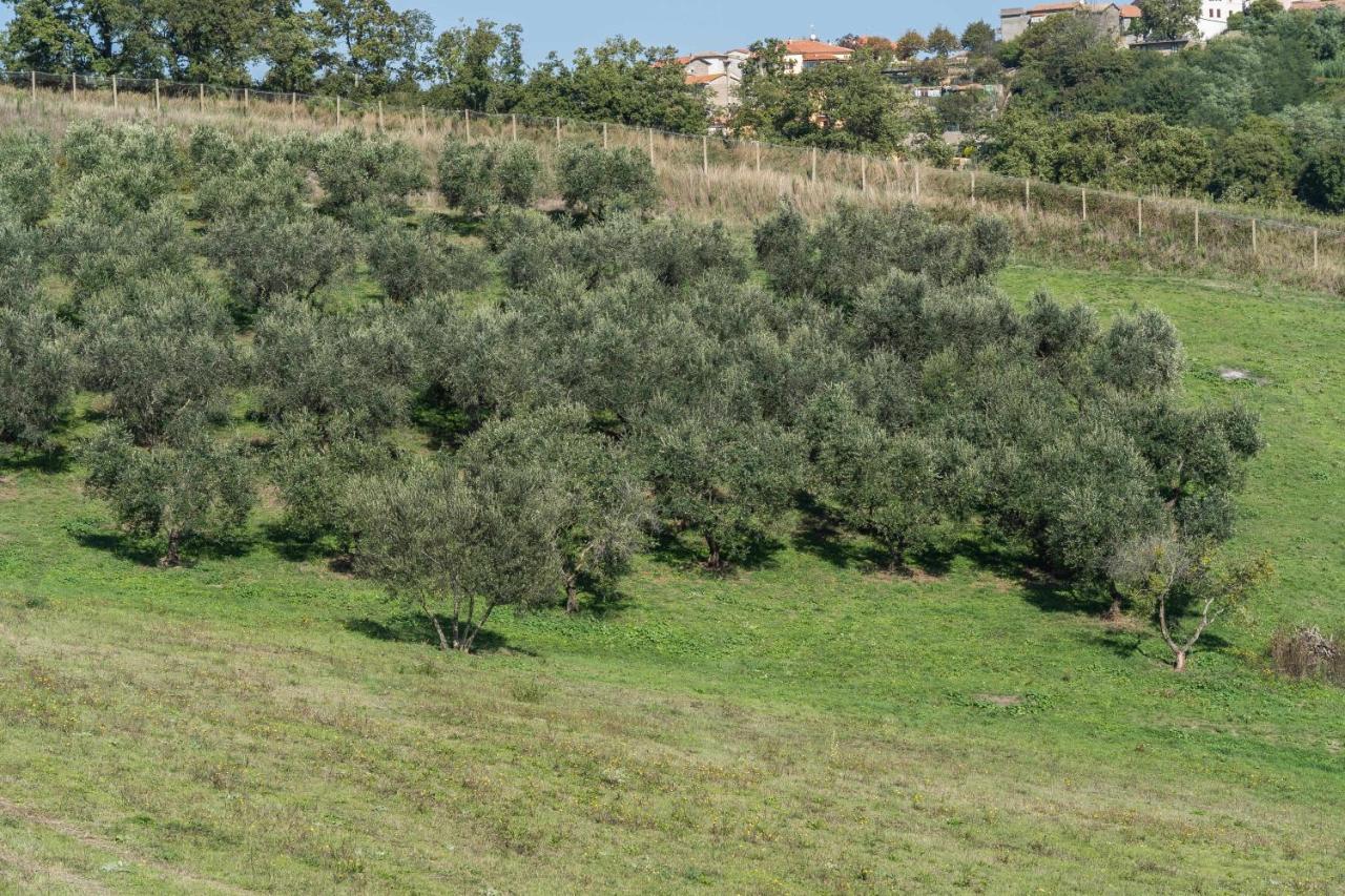 Agriturismo Bella Cima Montefiascone Dış mekan fotoğraf
